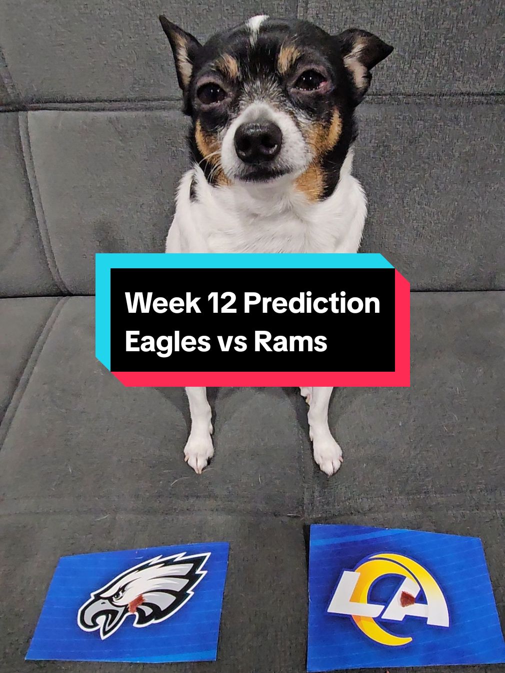 Coco makes his NFL Week 12 prediction for Eagles vs Rams. #nfl #nflfootball #nflpredictions #sundayfootball #fyp #dogpredicts #philadelphiaeagles #losangelesrams 