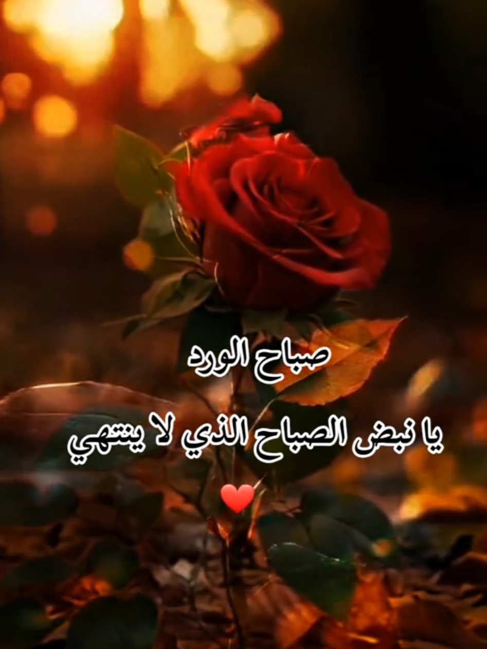 صباح_ الورد_ لمن_ ينبض_ به_ الصباح_#🌹  #صباح_الورد #حب #رومانسية #🌹🌹🌹🌹🌹🌹🌹🌹🌹🌹🌹🌹  #تيكتوك_عربي #إبداع #ورد #flowerdiaa 