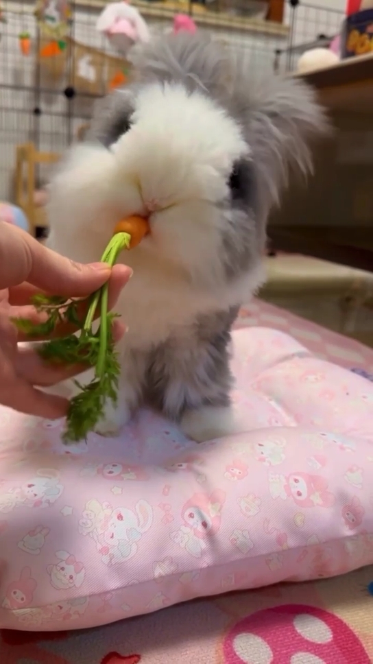 Bunny loves eating carrots. 🥕 🐰 #fluffy #cutebunny #rabbitsoftiktok #bunny #rabbits #carrot #eatingasmr #asmr 