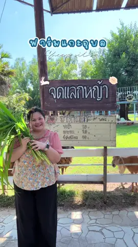 เราไปอยู่ไหนมาพึ่งรู้ว่าเป็นฟาร์ม ห่างจากตัวเมืองแค่ 5-10 นาที🚗 เหมาะกับการพาเด็กๆไปมาก ได้ใกล้ชิดกับสัตว์ กระต่ายน่ารักมากๆ แต่แกะมีไม่เยอะ ไว้ว่างๆจะไปป้อนแครอทอีกนะ เจ้ากาตุ่ย 🐰#sheepvils #ฟาร์มแกะอุบล #วันหยุดของฉัน 