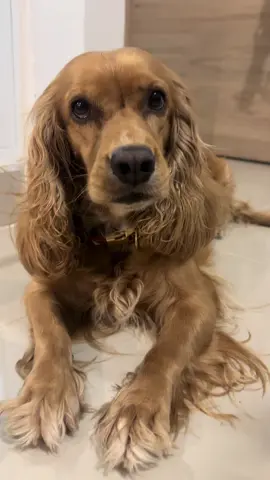 Meet Reina 🐾
