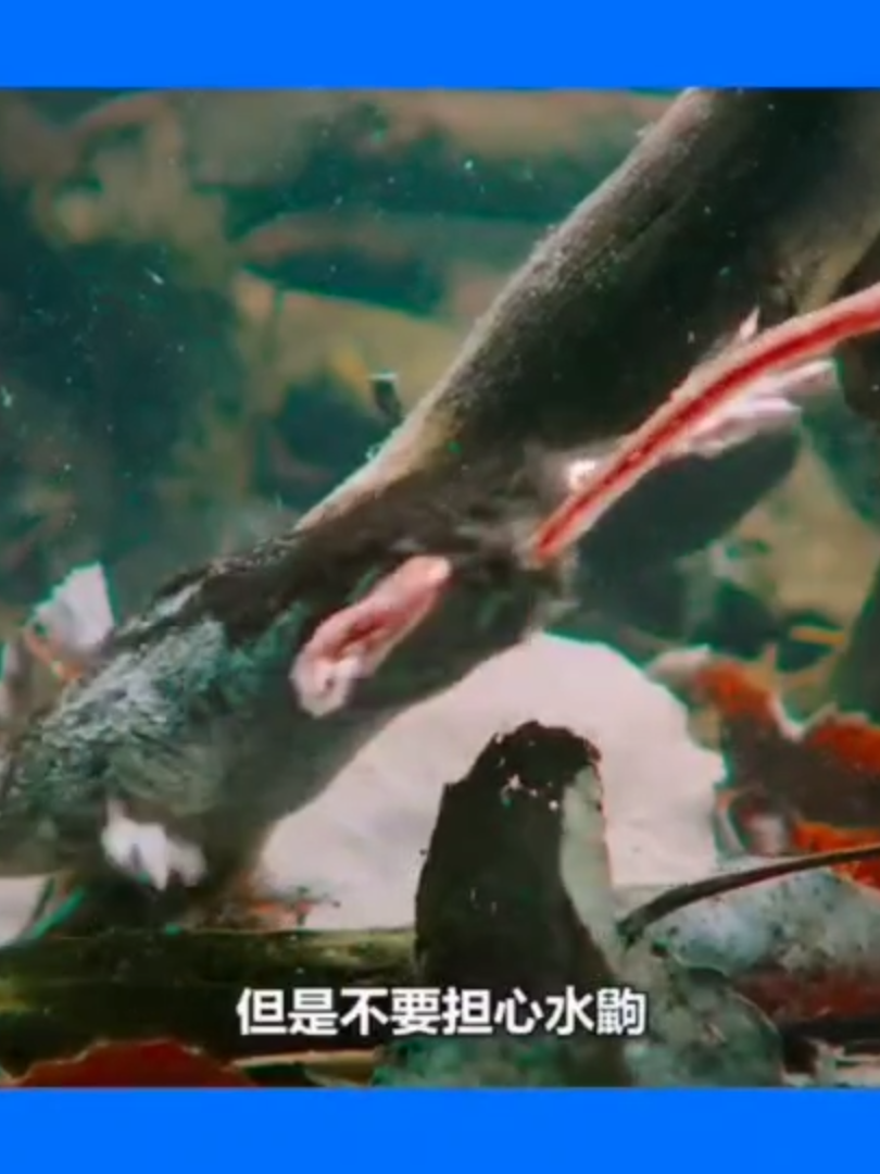 #海底生物 #漲知識