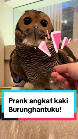 Kan cuma bercanda Bibib…😭 #burunghantu #videolucu #burunghantulucu #hewanlucu #hewanpeliharaan 