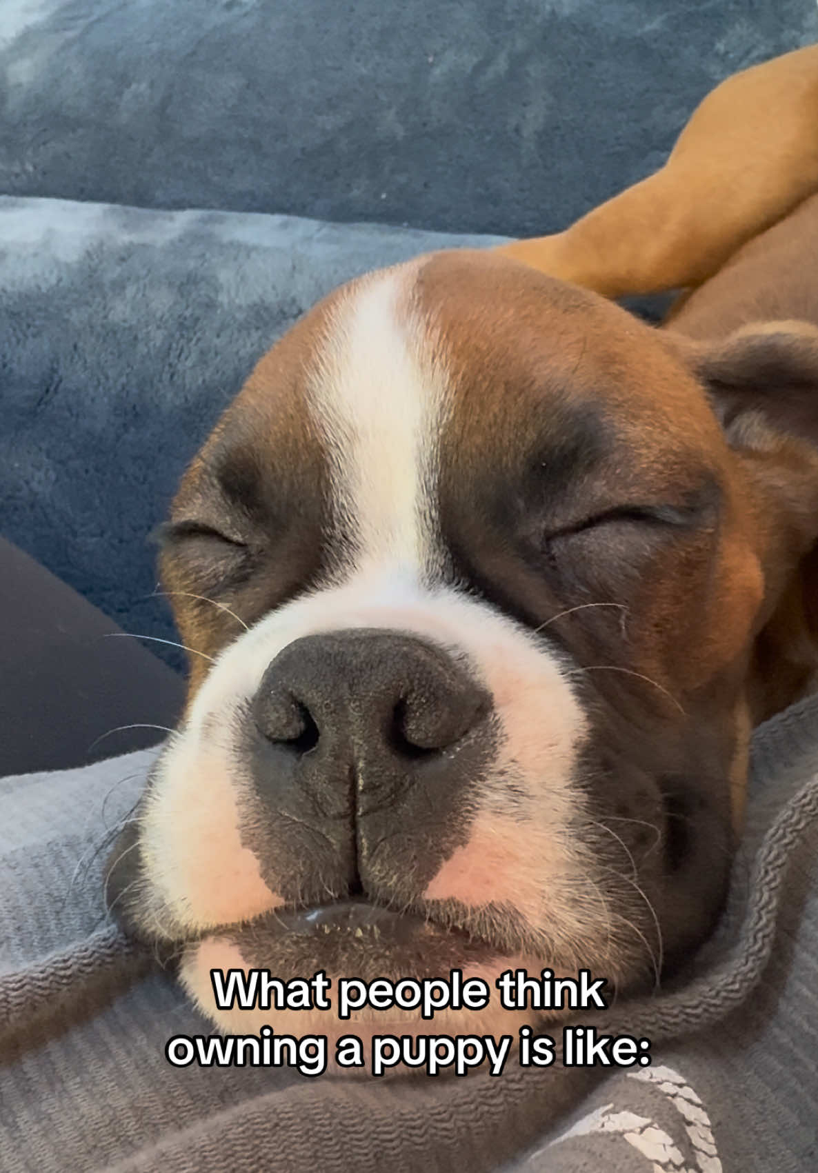 Pure chaos. 🌪️ #boxersoftiktok #fyp #puppy#funnypuppy#dogsofttiktok 