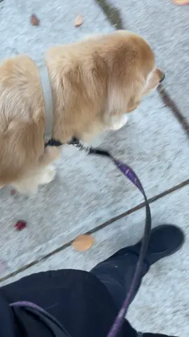 Come on a walk with Mav and I. He is doing so much better ♥️