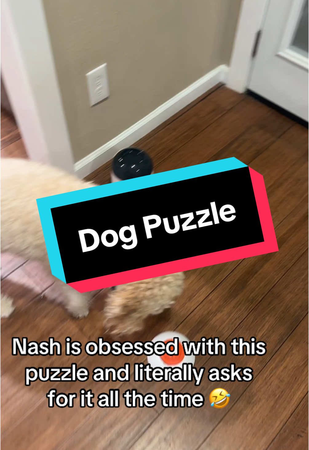 She might have a problem 🤣 #dog #dogpuzzle #dogsoftiktok #dogs 