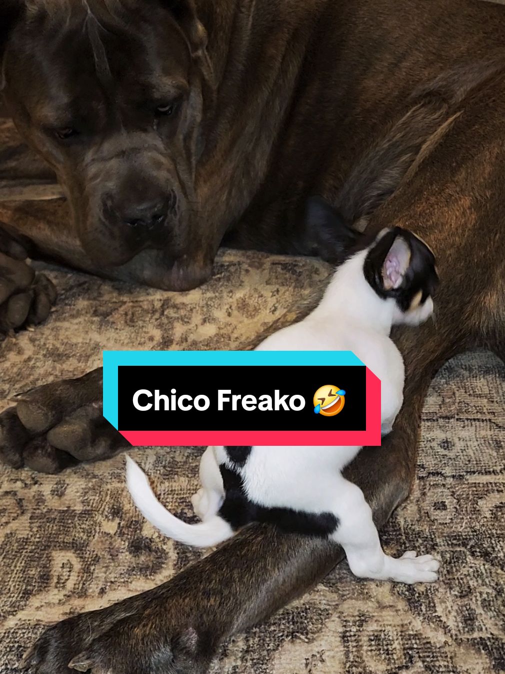 Going through old videos from when Chico was a puppy 🤣 This is why we call him Chico Freako! 🤣🤣🤣 Dex looks so annoyed.  #funnyanimals #chihuahuastiktok #chihuahua #fyp #foryoupage #corso #canecorso #canecorsosoftiktok #doglovers #funnyvideo 