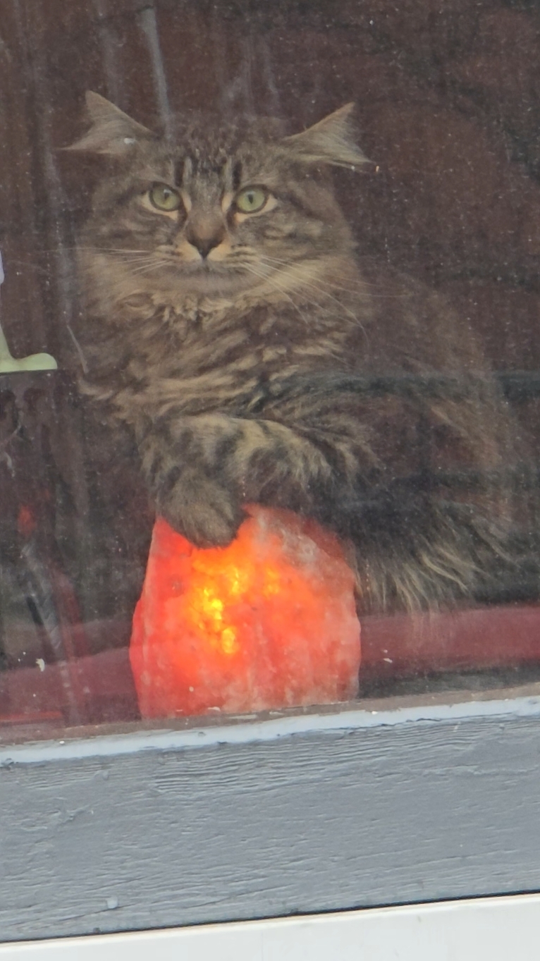 Smoosh patiently waiting for me to come inside lol #areyougoingtounaliveme #scary #spooky #saltlamp #waiting #cat #cats #catsoftiktok #pets #fyp 