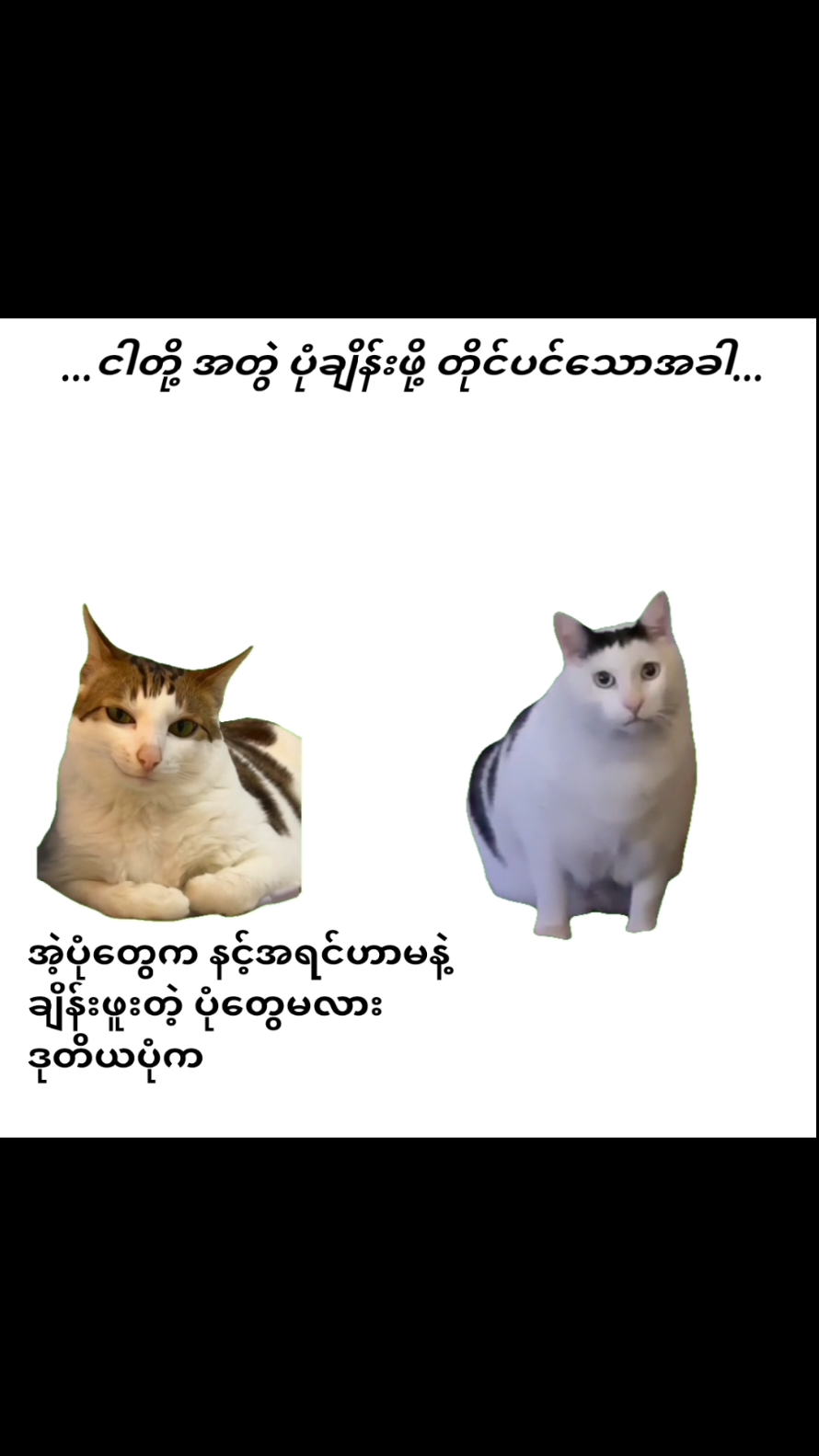 မတည့်အတူနေ ကောင်မလေးနဲ့ 11လ ပြည့်ပါပြီ 🙄💜 @Yúmmm.  #anniversary #cat #couple #perfect #song 