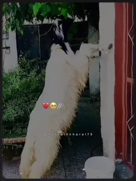 #CapCut #shoq🖤🔥✊🐐 #mirpur_ajk 