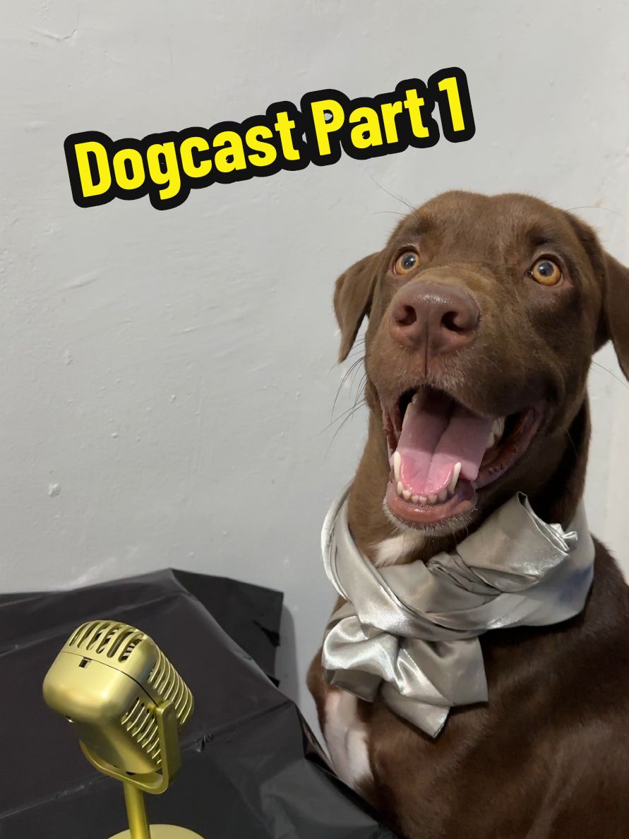 Dogcast Part 1 #dogs #dogsoftiktok #kalabaw 