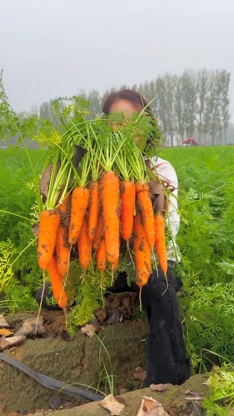 So cool carrot harvest in rural life #farming #fresh #agriculture #harvest #carrot