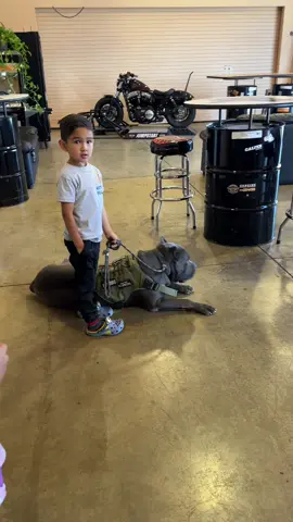 People forgot they were looking at harleys when my son and his boy would walk by  #puppy #canecorso #guardian #corsopuppy #BestFriends #canecorsolovers #fyp #canecorsoitaliano #canecorsoforlife #DogTraining #guardiandog 