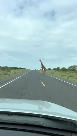 Tsavo west National park on your way to Taveta border #wildlifephotography #kenyawildlifeservice #tembeakenya🇰🇪 #tsavowestnationalpark 
