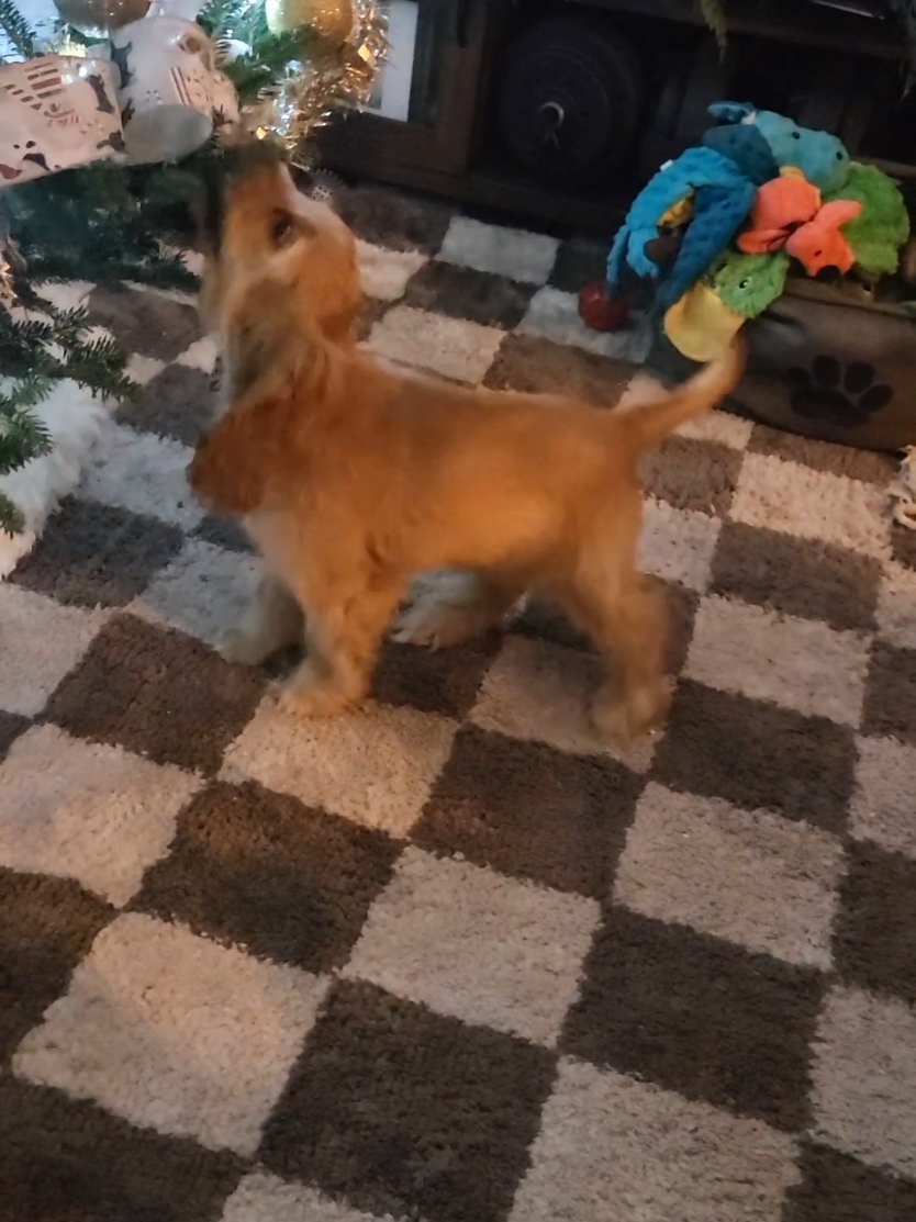 Cocker spaniel puppy vs Christmas tree 1v1 #spaniellife #dogtok  #spanielsoftiktok #fy #christmastiktok #christmas #cockerspanielsoftiktok #cockerspaniel #puppytok #puppiesoftiktok #baddog 