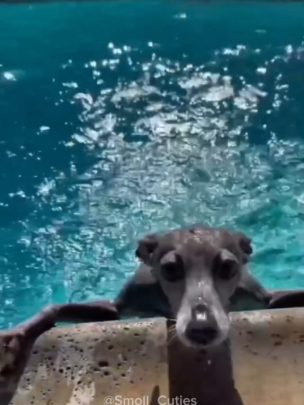 Dogs and Water | Funny Dog Videos #funnydogs #funnyanimals #funnypets 