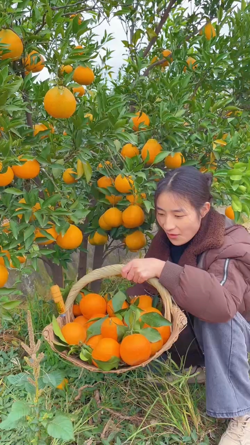 Sweet orange fruit harvesting #cutting #fruit #fresh #orange #satisfying