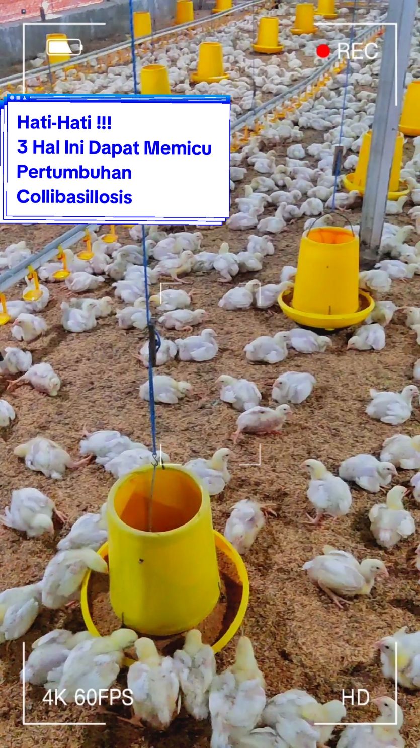 3 kasus bakteri yang sering terjadi pada ayam broiler 1. CRD yang disebabkan mycoplasma 2. Coli yang disebabkan collibasillosis  3. NE yang disebabkan clostridium  Yuk.. kita jaga kesehatan ayam kita dari berbagai macam penyakit terutama coli dari 3 hal ini #ayam #broiler #pemeliharaan #ayambroiler #DOC #sukses #ip #peternakmuda #closehouse #farm 