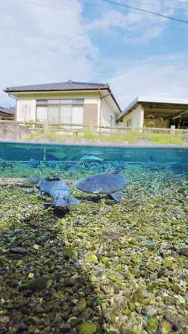 Underneath the  normal countryside in Kumamoto, there is another world we cannot see with our bare eyes 🥺😁#relax #calm #underwater #underwatervideo #underwaterworld #nature #japan #水中 #水中映像 #水中撮影 #水中の世界 