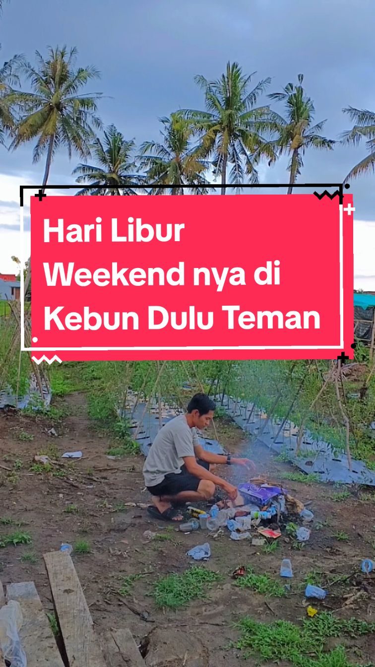 Hari Libur Berkebun dulu teman-teman #kebunlombok #kebuntomat #pertanian #bugissulawesi #fyppppppppppppppppppppppp #trendingvideo #CapCut 