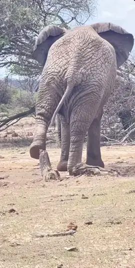 Klaserie cleverly uses a tree stump to help release something most likely stuck in the grooves of her feet. The bottom of elephant feet looks a lot like the soles of trail running shoes. And like with these trainers, stones or sticks can get stuck in the cracks. The elephants often use tree stumps to help them keep their feet comfortable and able to carry them far distances without pain. credit@herd_elephants