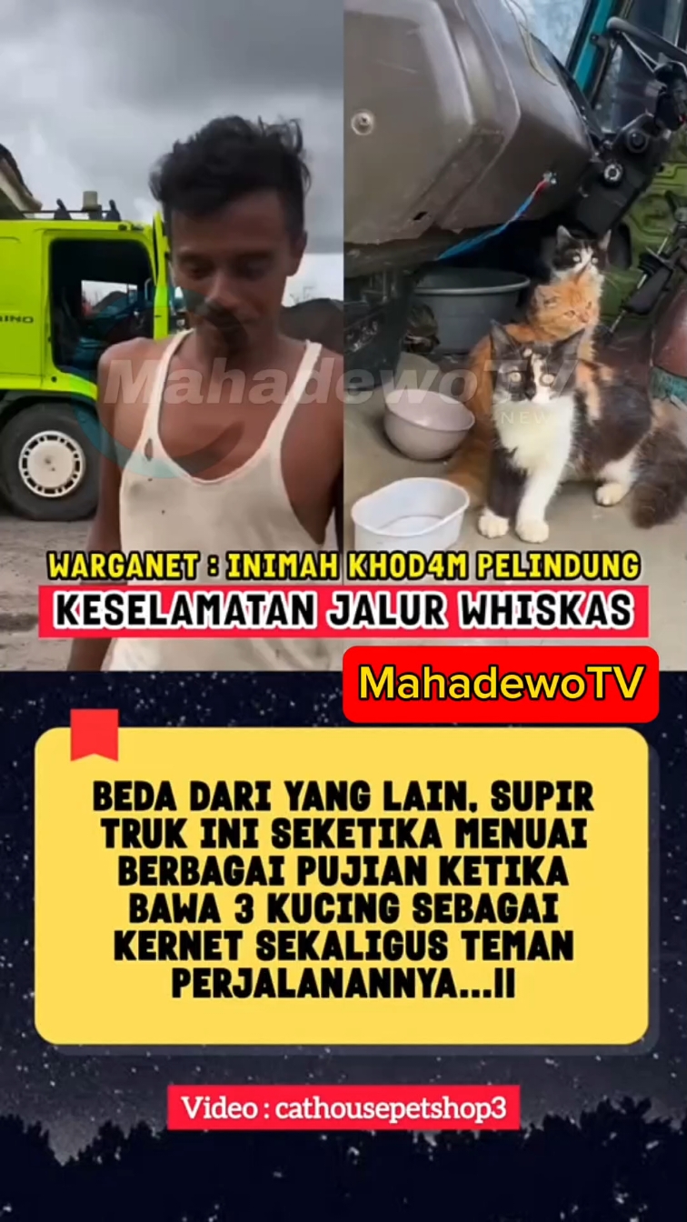 #tiktoknews #news #beritaviral #fypシ゚viral #mahadewotv #kucing 