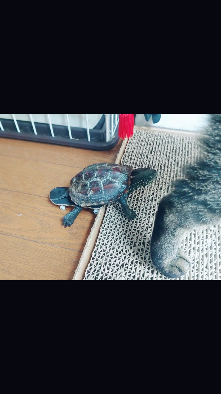 ﾈｺﾁｬﾝｶﾒﾁｬﾝ #推し活 #猫可愛い #クサガメ軍曹 #skateboardturtle #キジトラ 