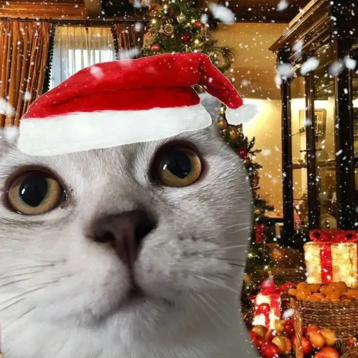 Ảnh Meme Cat Christmas cho ai cần nè #christmas #memecat 