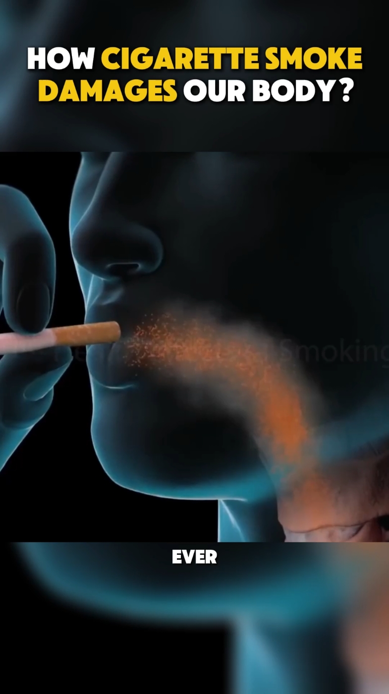 How Cigarette Smoke Damage Our Body 3D Animation  #smokingkills❌ #cigarettesmoking #nosmokinng #smokinginjourous #smokingisinjurioustohealth #medical3danimation #3dmedicalanimation 