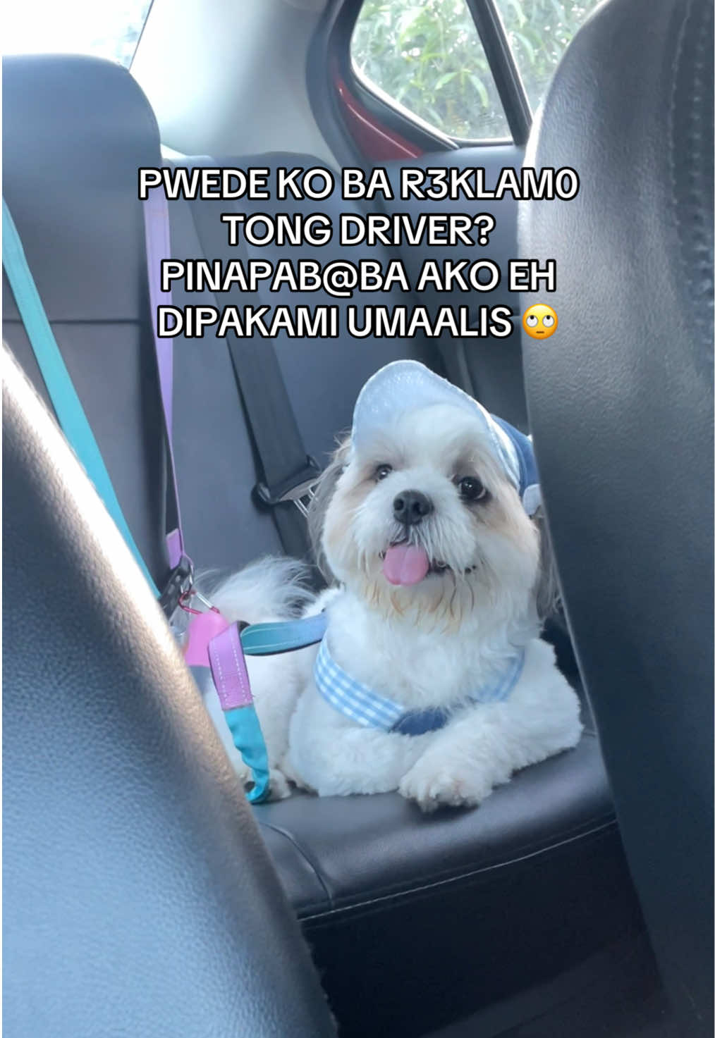 my dog told me to post this while he was laughing… #tobydobyyy #dogsoftiktok  #PetsOfTikTok #shiapso #puppy #amazon #tiktokfinds #dog #xybca 