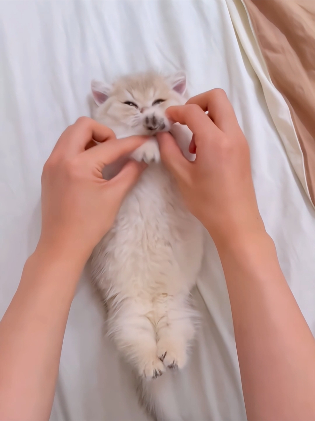 #kitty #cutecat #foryoupage #funnycat #cuteanimals 