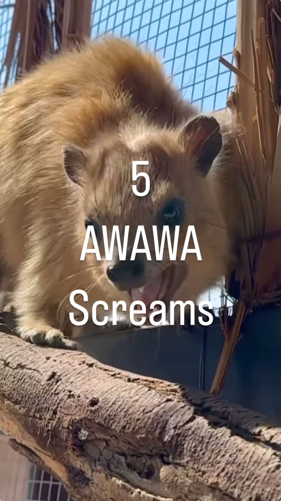 5 awawa screams. Anytime the Awawa hears some birds he goes from 😗😗 to 😡👹👺. #hyrax #screaming #noise #awawa #rockhyrax