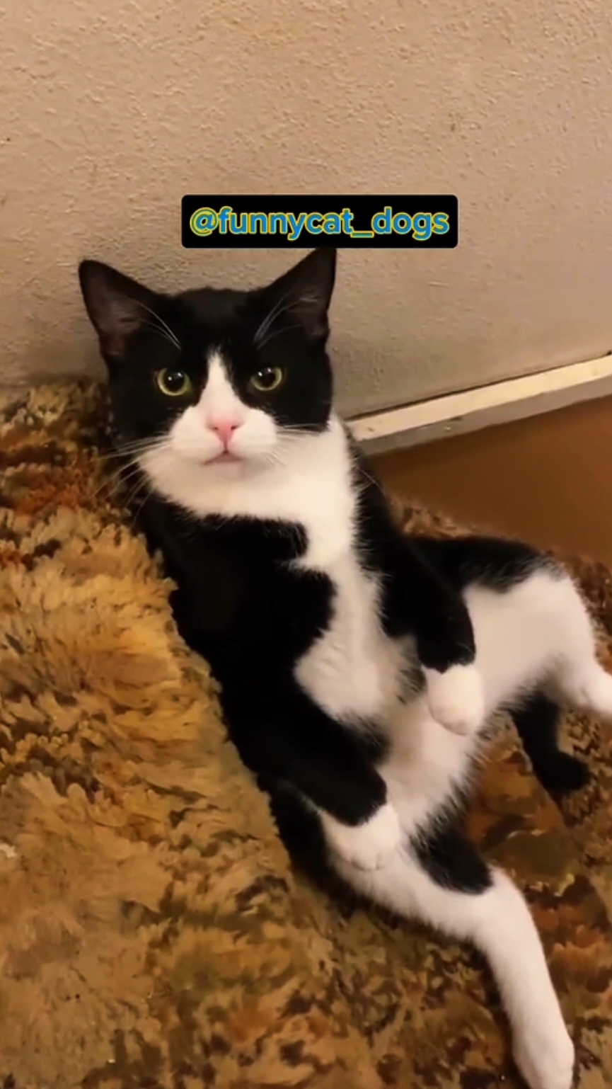 funny cats videos of 2025 #funnycat #cat #catsoftiktok #fyp #viral 