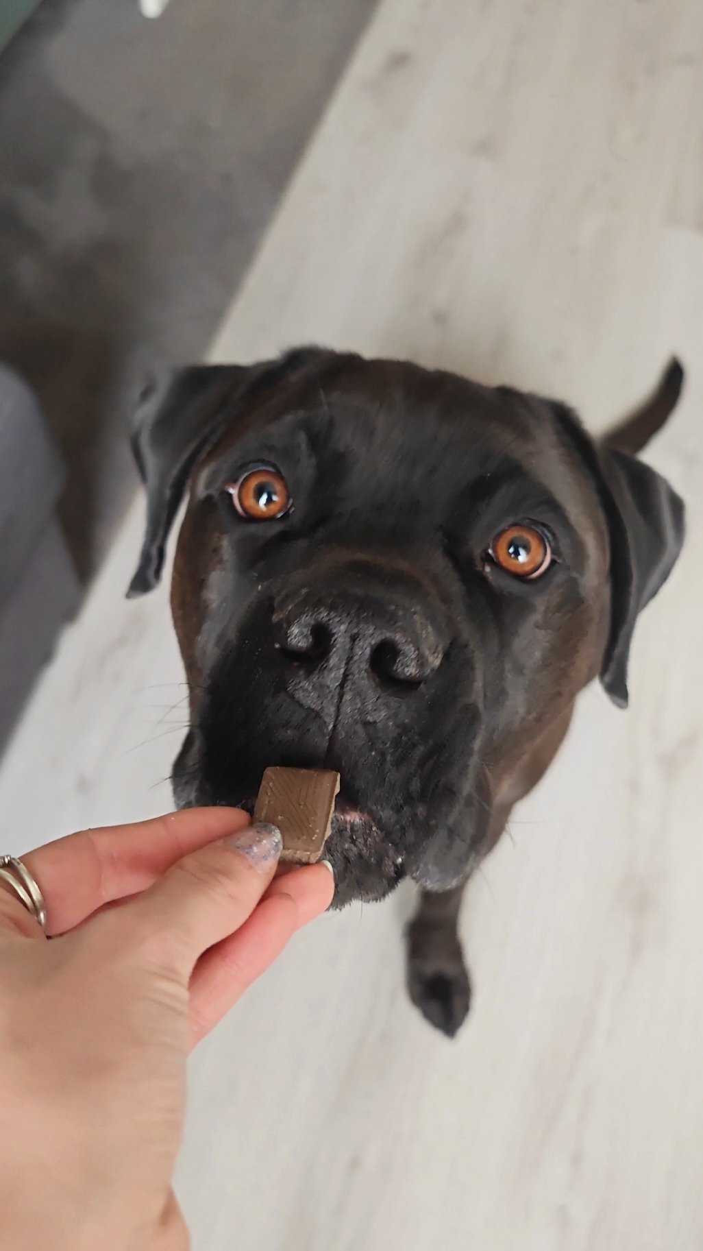 Can you guess what happens when a dog eats chocolate?  🤔 #pes #cokolada #dog #canecorso #chocolate #yesorno 