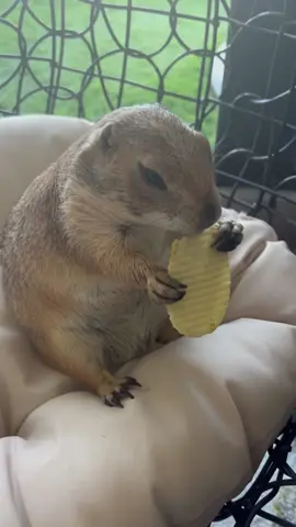 Prairie Dog eating a potato chip #ASMR #prairiedog #animalfunny #prairie #funnyanimals #pet #cute
