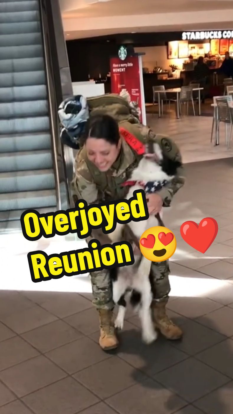 The most sweetest dogs reunions with their owners 😍❤️ #dog #puppy #puppiesoftiktok #dogsoftiktok #doglovers #reunited #reunion #sweet #adorable #emotional #hearttouching #heartwarming #wholesome #moments #fyp 