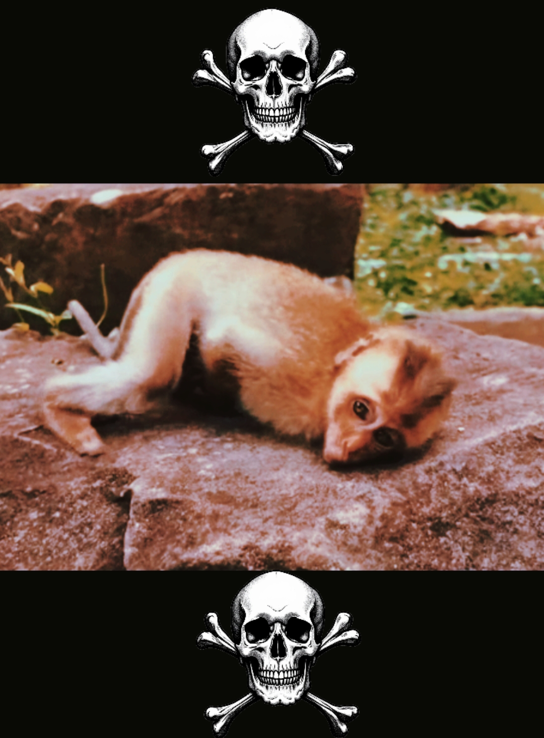 #growmyaccount #Love #monkey #wildlife #education #foryou #monkeyface #fun #crazy 