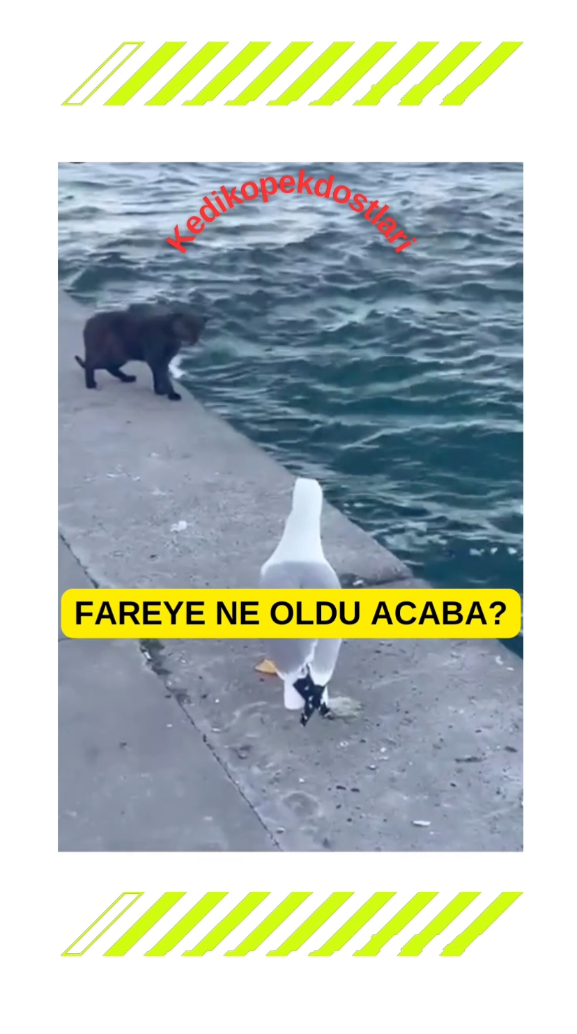 Fareye noldu acaba?🤔 #funnycat #catsoftiktok #cats #kedikopekvideolari #kedivideoları 