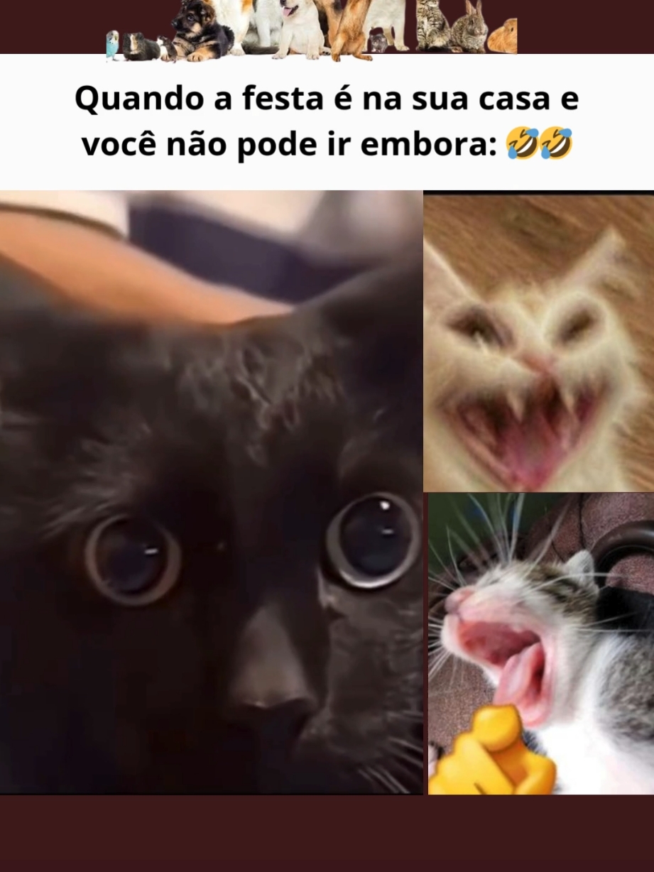 O gato: “ACABA PELO AMOR DE DEUS” #miau #tiktok #cats #😻 #gatos #memestiktok #gato #amogatos #petlover #❤️ #gatostiktok #pets #gatinho 