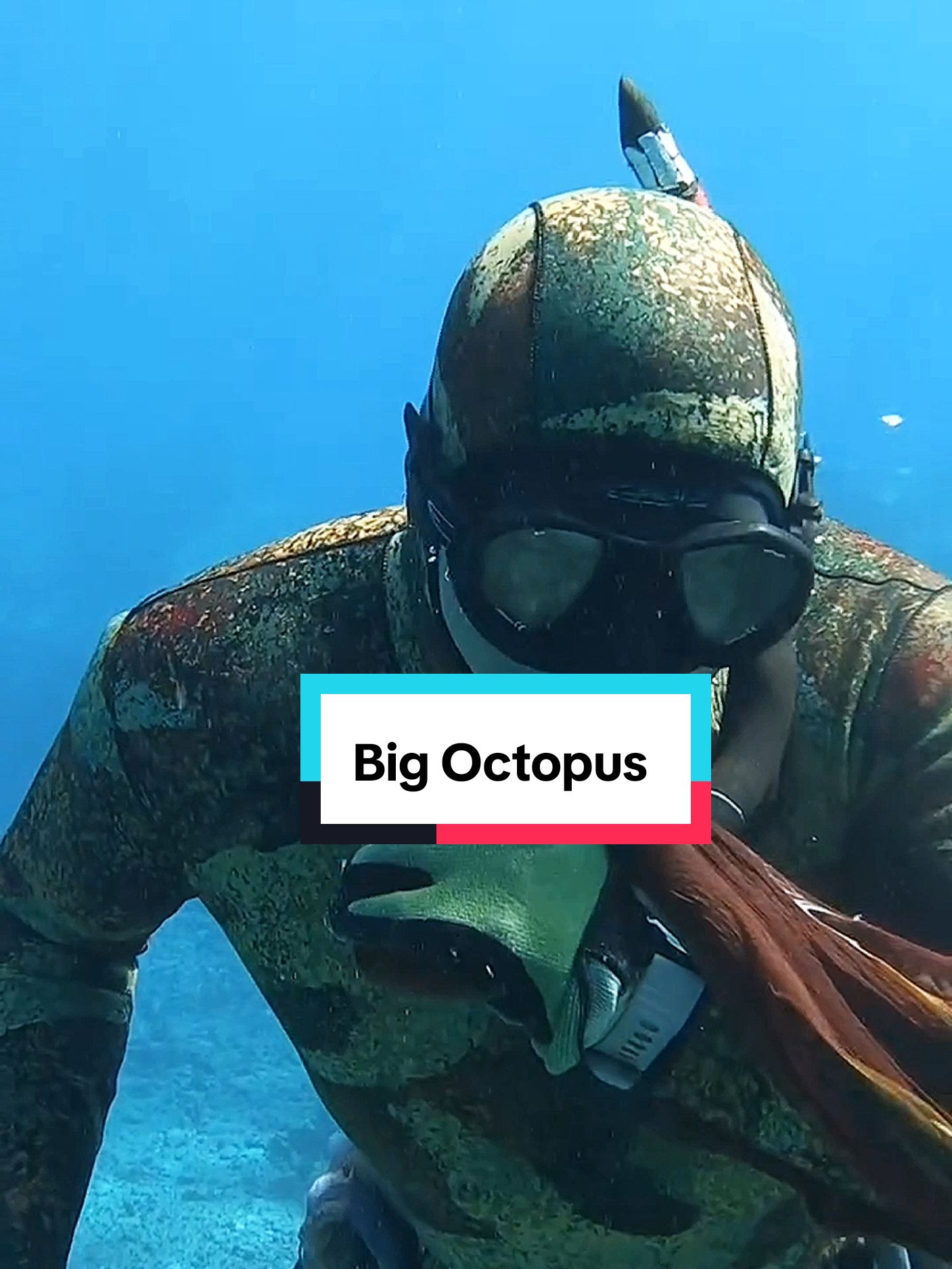 Spearfishing Octopus #fishing #spearfishing #octopus