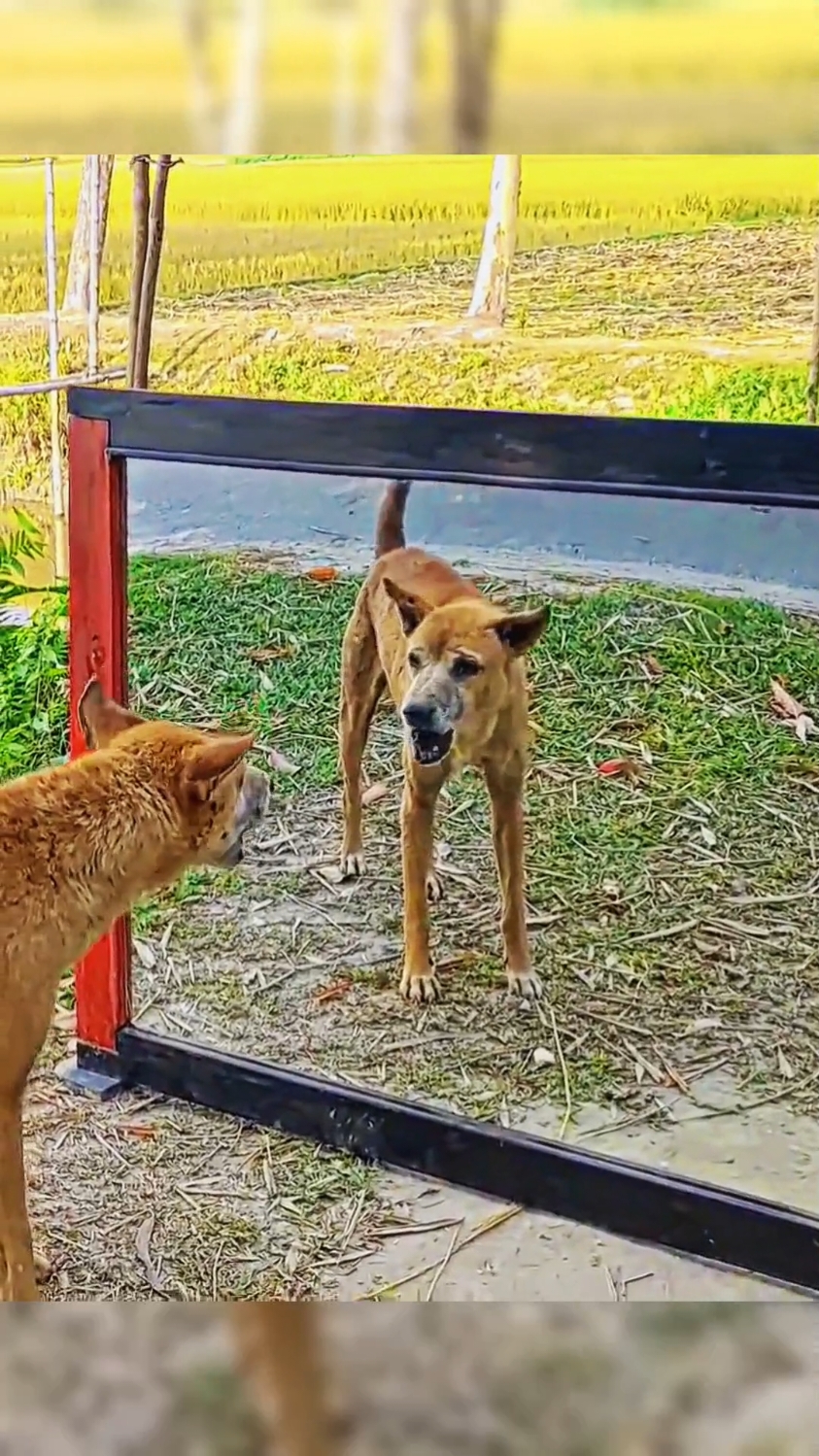 Funny Dog Prank Mirror 😂 #funny #funnydog #funnydogs #dog #dogsoftiktok #fyp #for #viral #pourtoii #creatorsearchinsights 