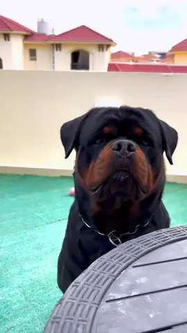 #rottweilersoftiktok #rottweiler #rottweilerpuppy #dogs #puppiesoftiktok #rottie #rottweilerlife .. Credits to rottie_guy & ahmedsobhy