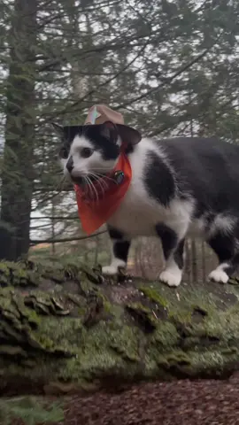 Meowdy purrtners. Jack Spicer exploring the woods after meowing the whole way there.  #cat #tuxedocat #cattok #catwalks #catsoftiktok #zoomies #kittycat #catlovers #cats #catvideos #catwalk #cutecat #funnycat 