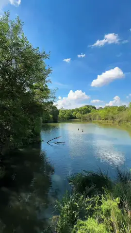 Have you tried the hippo walkway at Bothongo? #bothongorhinoandlionreserve #dateideas #neckanddeckrestaurant #lions #hippos #foryou #nature #animal #fyp #foryoupage #southafrica #safari