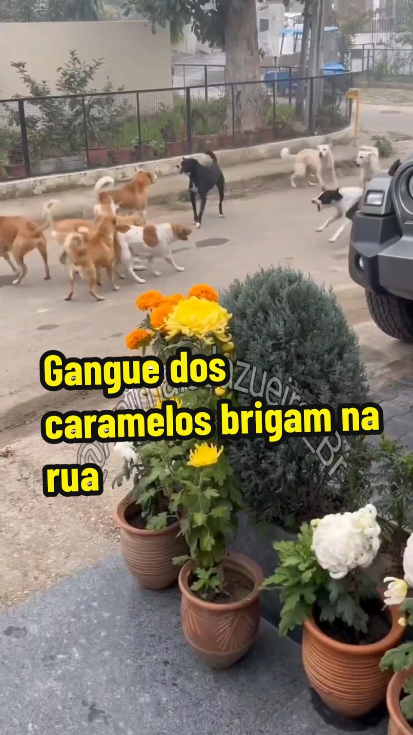 Gangue dos caramelos de Cleitinho fubá vs gangue de coca seca #cachorro #pets #animais #cleitinhofuba #animaisnotiktok #funny #fyp 