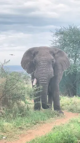 THE GENTLE GIANT 🐘 Have you ever been this close to this heaviest terrestial mammal? 😍 Just Magical  #tanzania🇹🇿 #elephants #nature #documentary #serengeti #wildanimals #safari 