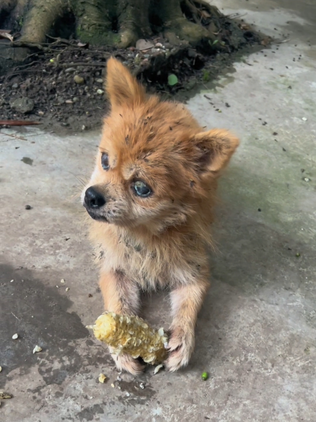 Poor dog #pet #fyp #xuhuong #trending #dog #dogsoftiktok #PetsOfTikTok 