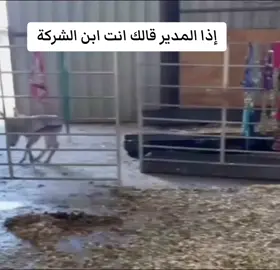 #حمار #خيل #ضحك_وناسة #مقاطع_ضحك_فله_وناسه #مقاطع #الشعب_الصيني_ماله_حل😂😂 