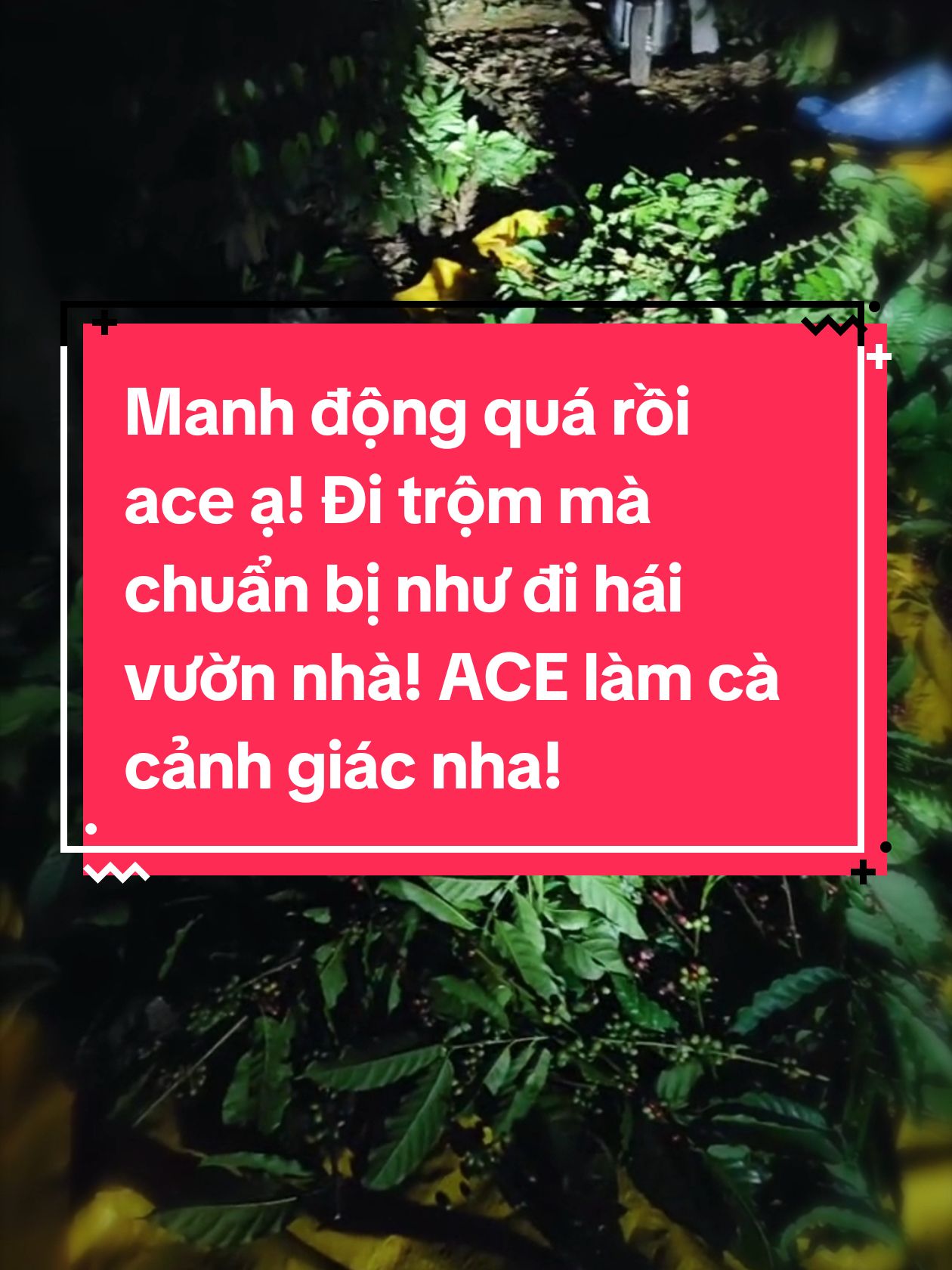 Nhà mình bị cắt trộm gần hết vườn, còn khúc mấy cây thưa thưa là không bị cắt. Phát hiện là do thấy đèn pin sáng, nên qua xem thử. Xong thấy ào ào, kêu làng xóm tới thì như video. Không bắt dc, mình báo CA rồi làm theo trình tự. Đợt này cà phê lên giá, nhà anh chị em mình có cà thì chịu khó canh. Chứ làm cả năm rồi bị cắt trộm thì tiếc lắm. Với nếu anh chị em mình có phát hiện thì kêu làng xóm tới giúp, đừng có liều mà xông vào, lở có chuyện gì cũng không hay. Mình cũng tức lắm, vườn này là vườn mình làm bán cà phê sạch. Bao công giờ thế này. Thôi thì ngồi hái rồi bỏ bao chở về chứ làm gì! Rồi chắc cũng nghe lời anh chị em mình, sắm con cam nhiệt hú vậy! Có nhiều anh chị em mình nói nhà đụng chuyện còn đi livestream thì thay vì em quay video em live cho mọi người xem, thế mới biết nhiều người bị giống em. Các anh chị em mình còn chỉ em này kia, em cám ơn anh chị em mình rất nhiều! Chúc tất cả anh chị em mình sức khoẻ. Phần còn lại của vườn cafe em sẽ cập nhật sau. Tuốt hết mớ cafe vừa bị cắt em cũng nhừ quá rồi! 