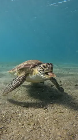 YUCK! Sometimes your food is so bad you have to spit it out ... and slap it! Juvenile green sea turtles mainly eat worms, small crustaceans, aquatic insects, seagrass and algae. When they become adults, however, they're strictly herbivores. 🎥 Tanya Ryan #ausgeo #seeaustralia #turtle #seaturtle #underwater #funnyanimals